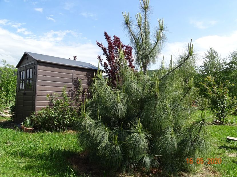 pinus wallichiana - Dobarland 2020 3