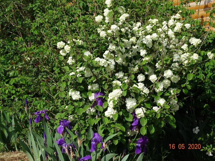viburnum plicatum Popcorn - Dobarland 2020 3