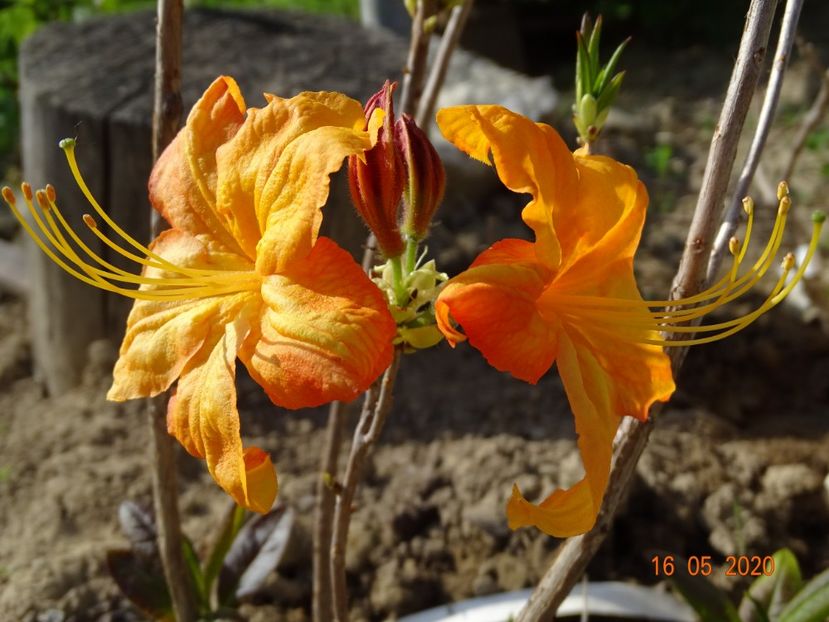 azalea Klondyke - Dobarland 2020 3