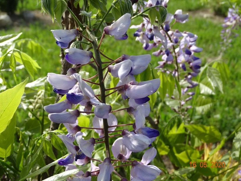 wisteria - Dobarland 2020 3