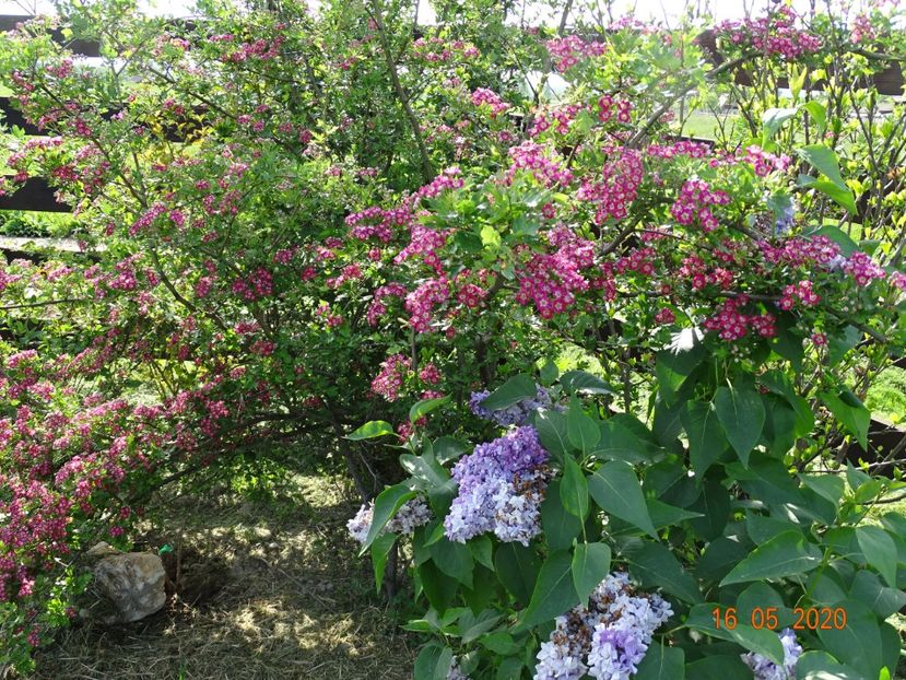 crataegus Punicea si syringa Nadezhda - Dobarland 2020 3