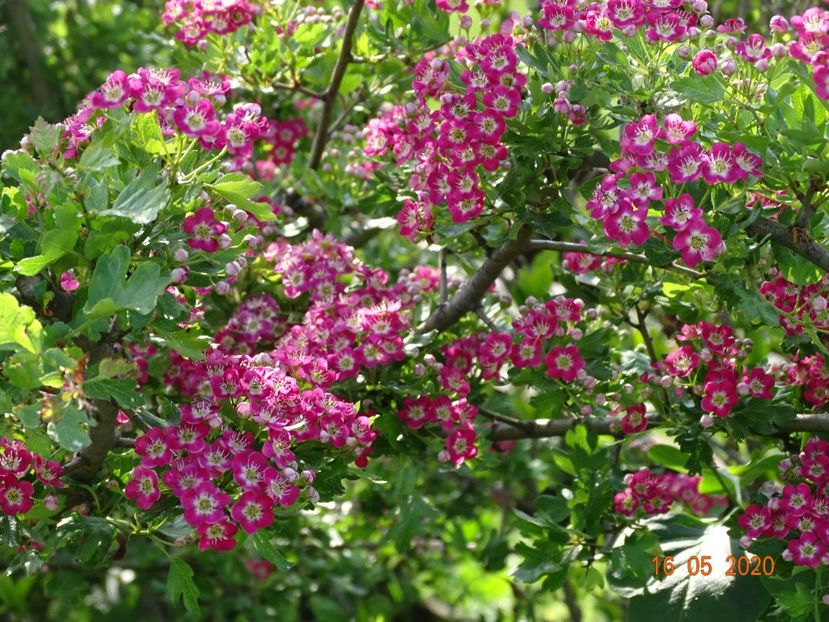 crataegus Punicea - Dobarland 2020 3