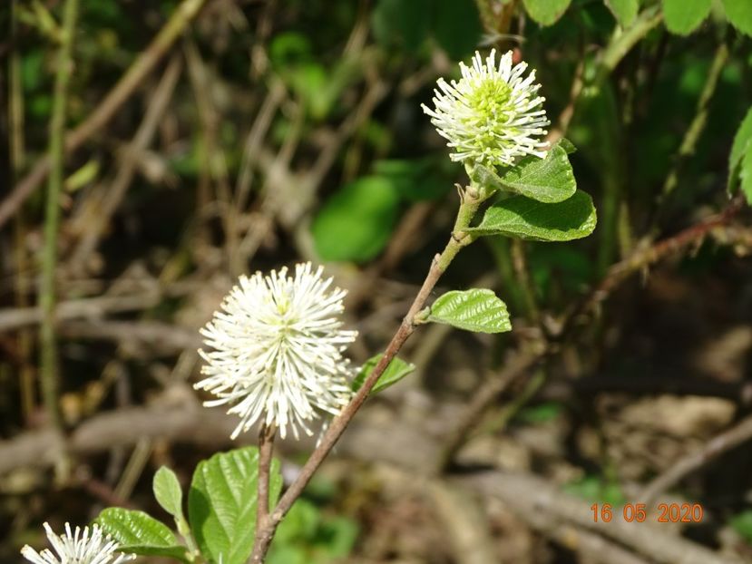 fothergilla Major - Dobarland 2020 3
