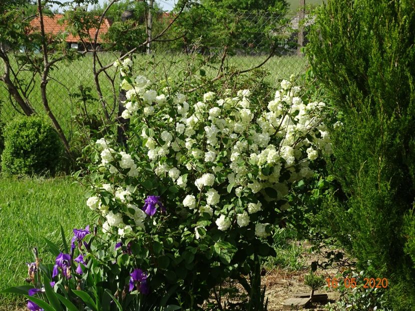 viburnum plicatum Popcorn si iris germanica - Dobarland 2020 3
