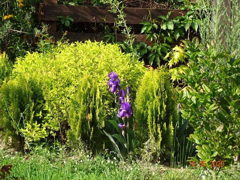 spiraea Goldmound - Dobarland 2020 3