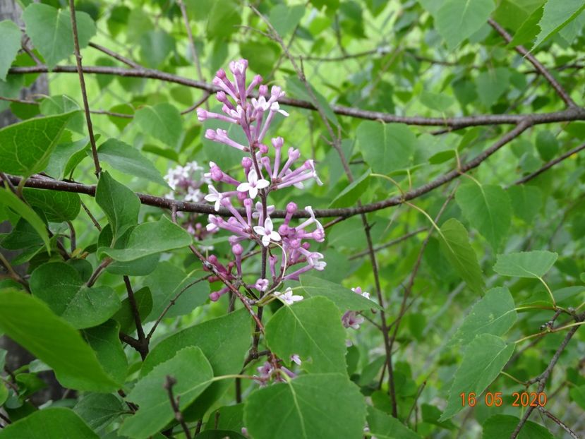 syringa Superba - Dobarland 2020 3