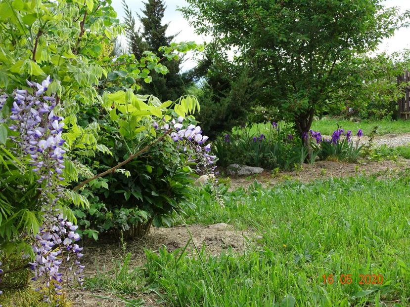 wisteria - Dobarland 2020 3