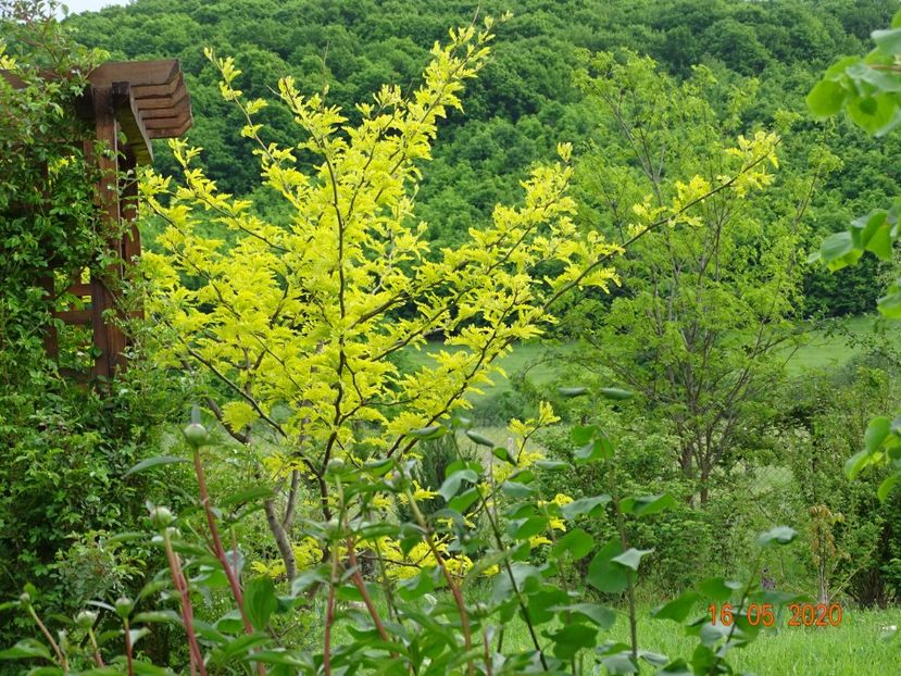 gleditsia Sunburst - Dobarland 2020 3