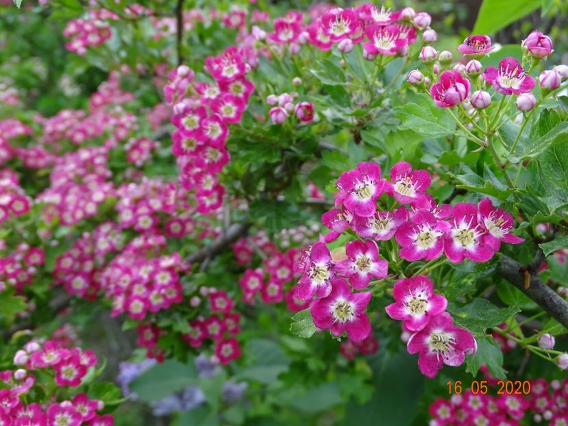 crataegus Punicea - Dobarland 2020 3