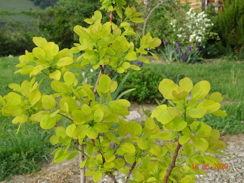 cotinus coggyria Golden Spirit - Dobarland 2020 3