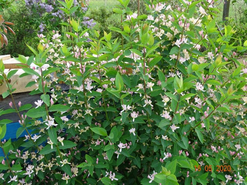 lonicera tatarica - Dobarland 2020 3