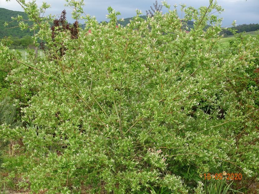 salix Hakuro Nishiki a scapat de foarfeca anul asta - Dobarland 2020 3