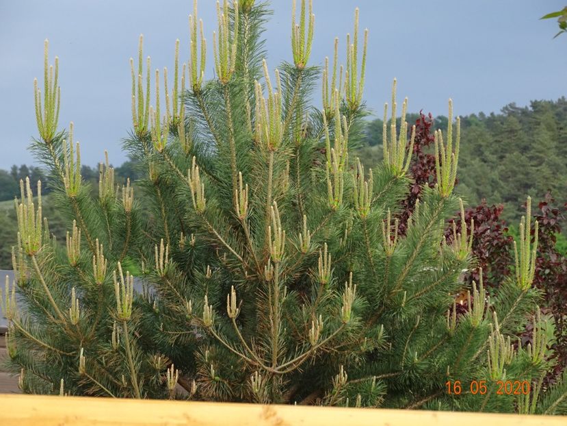 pinus sylvestris - Dobarland 2020 3