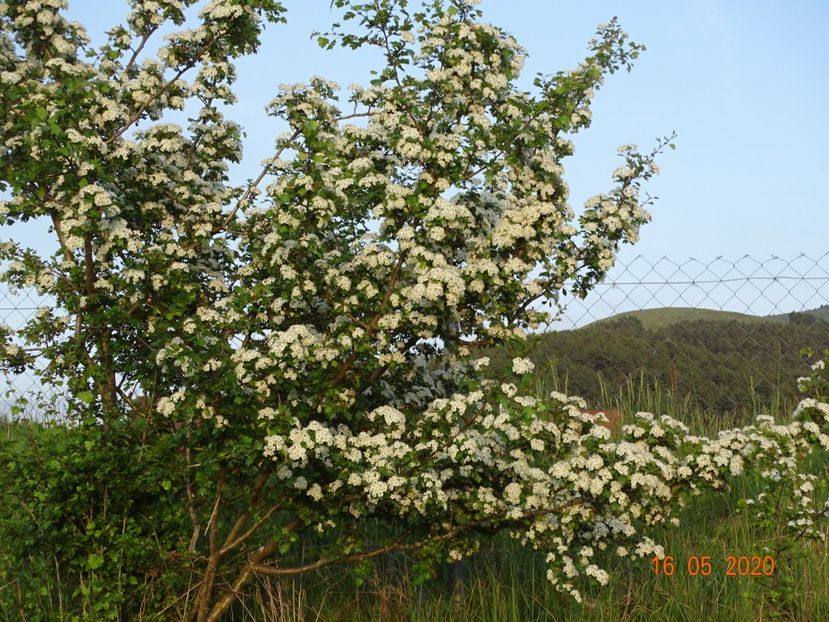 crataegus monogyna - Dobarland 2020 3