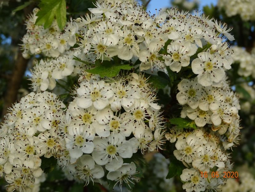 crataegus monogyna - Dobarland 2020 3