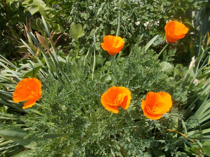  - 2020 Flori de gradina