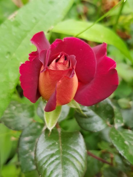 Eddy mitchel - Trandafiri 2020