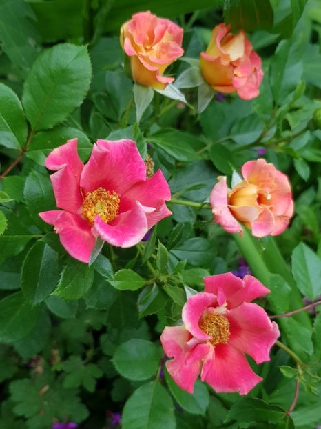 Maia babylon eyes - Trandafiri 2020