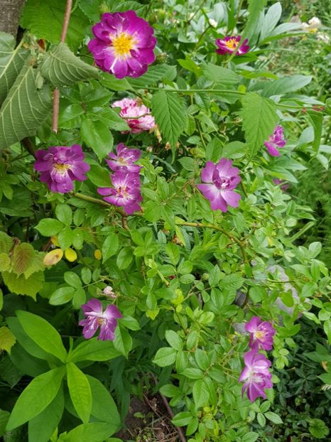 Veilchenblue - Trandafiri 2020