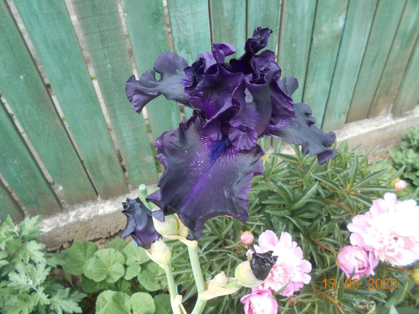 Ghost Train - 1Irisi 2020