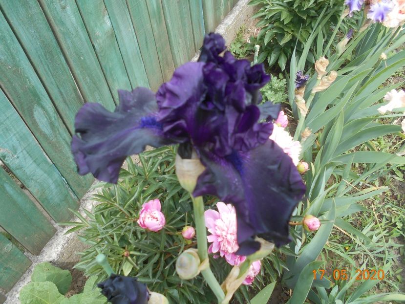 Ghost Train - 1Irisi 2020