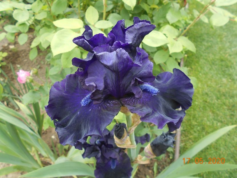 Obsidian - 1Irisi 2020