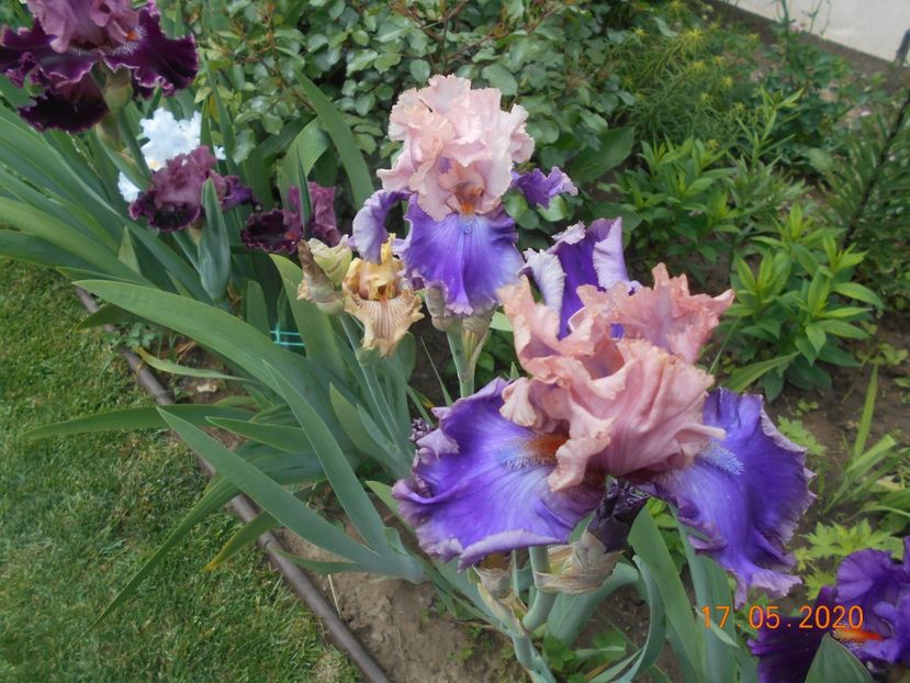 Florentine Silk - 1Irisi 2020