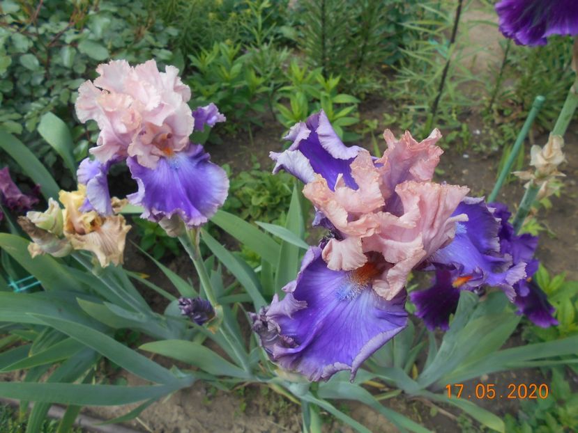 Florentine Silk - 1Irisi 2020