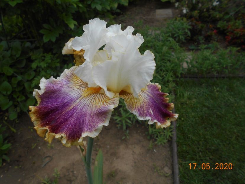 Sordid Lives - 1Irisi 2020