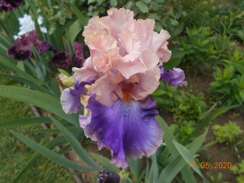 Florentine Silk - 1Irisi 2020