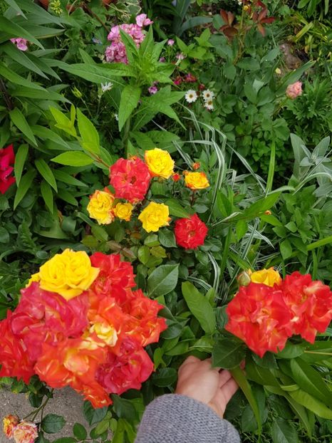 Samba - Trandafiri 2020