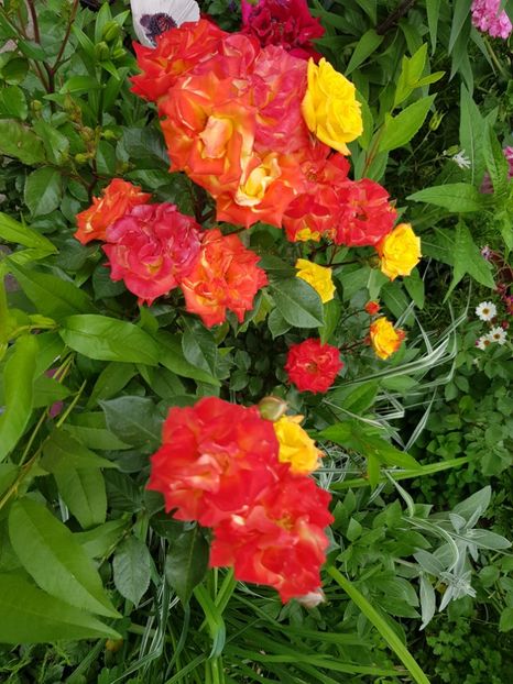 Samba - Trandafiri 2020