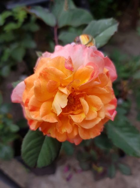 A 48 2 - Trandafiri 2020