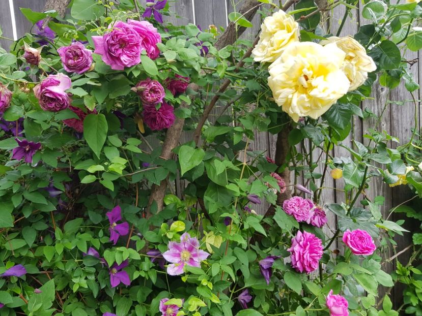 Sachsengruss - Trandafiri 2020