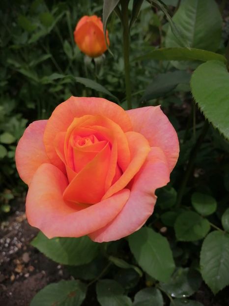  - Frumuseti la casa parinteasca