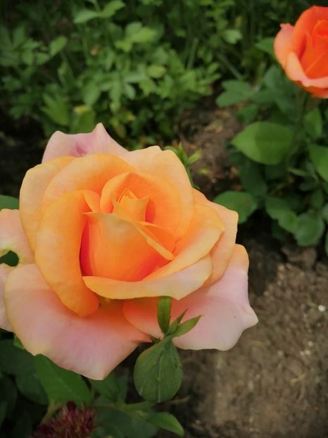  - Frumuseti la casa parinteasca