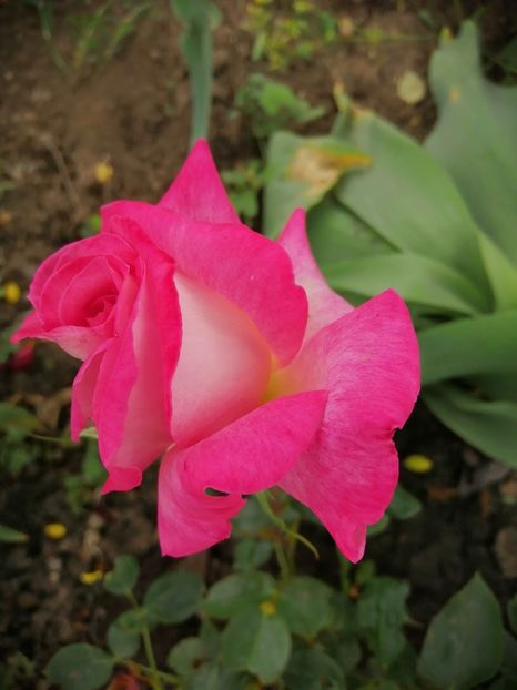  - Frumuseti la casa parinteasca