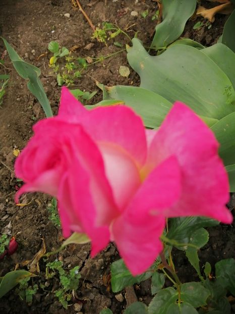  - Frumuseti la casa parinteasca