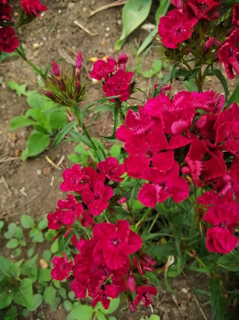  - Frumuseti la casa parinteasca