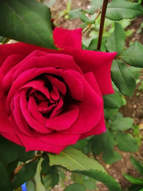  - Frumuseti la casa parinteasca