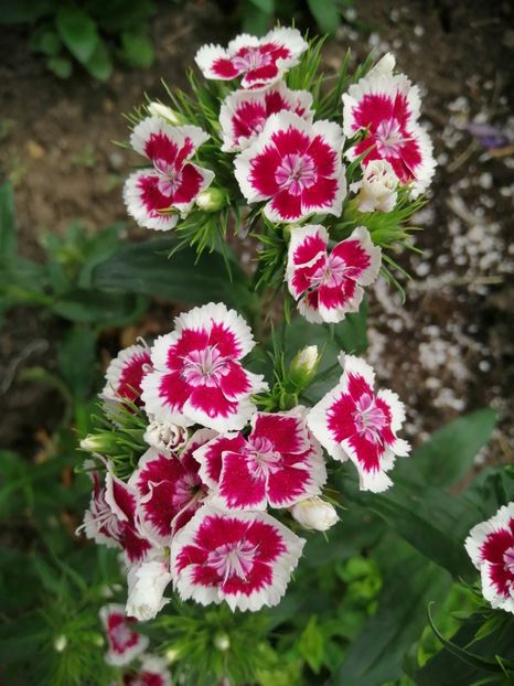  - Frumuseti la casa parinteasca