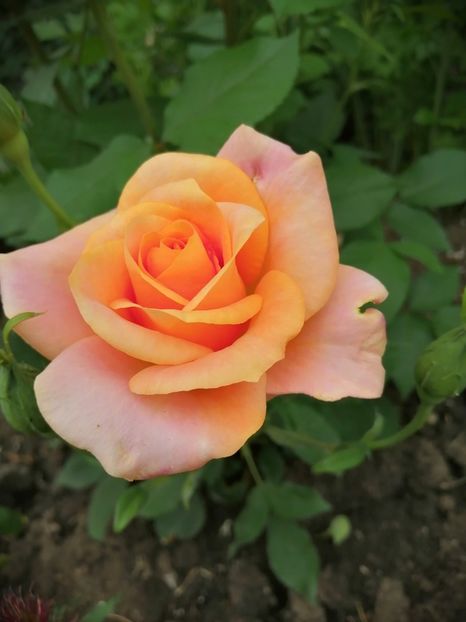  - Frumuseti la casa parinteasca