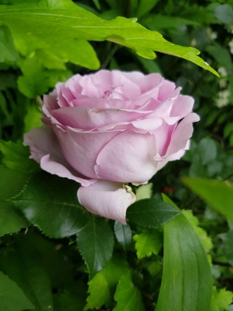 Sterling blue - Trandafiri 2020