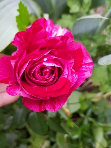 Deep impresiin - Trandafiri 2020