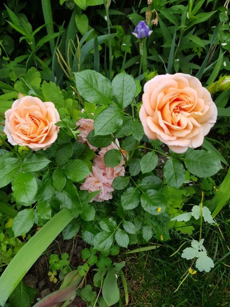 Gheisha - Trandafiri 2020