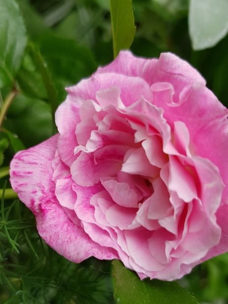 Let's celebrate - Trandafiri 2020