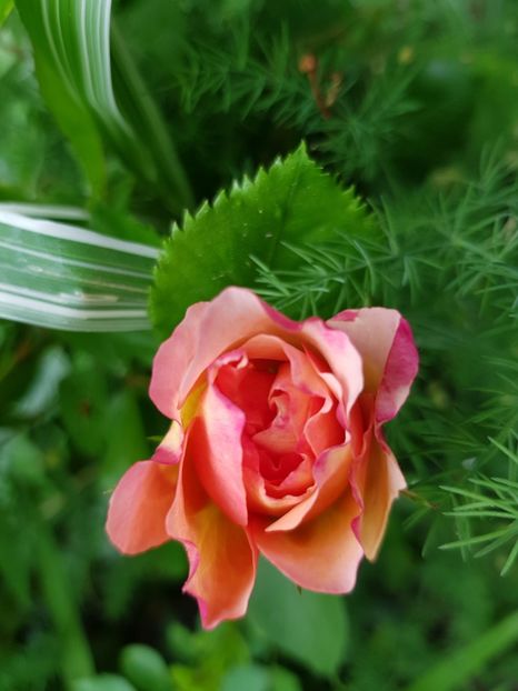 Andre turcat - Trandafiri 2020