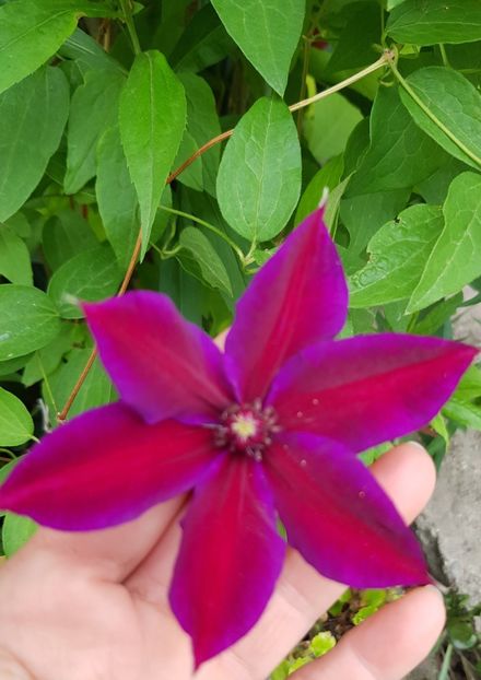  - Clematite 2020-2023