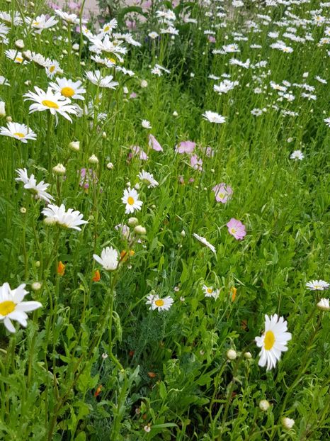  - Flori la baltă 2020