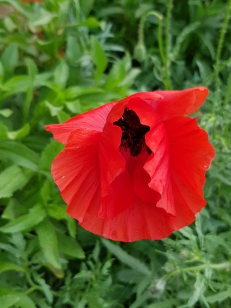  - Flori la baltă 2020